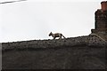 SU4596 : Cat on the roof by Bill Nicholls