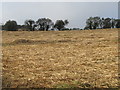 Straw awaiting the arrival of the baler