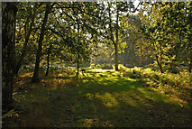 SP9713 : Woodland Scene Autumn Ashridge Estate by Martin