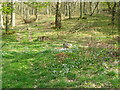 Woodland path, Garlet Wood