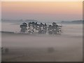 Danebury Ring - A Stand Of Trees