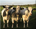 ST5783 : Cows in charcoal and white by Robin Stott