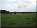 Cattle  and  Sheep  in  the  same  field.  Pallathorpe  Farm