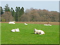 NO2150 : Ewes and lambs near Fyal by Maigheach-gheal