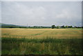 Farmland on the edge of Liss