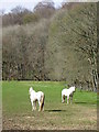 Ponies near the Bridge of Tully