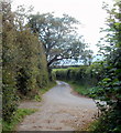 Overhanging branches across a lane south of Brecon