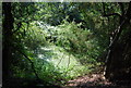 Algal pond by Abinger Rd