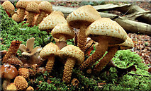 J4681 : Fungus, Crawfordsburn Country Park, 2011-9 by Albert Bridge