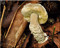 J4681 : Fungus, Crawfordsburn Country Park, 2011-10 by Albert Bridge
