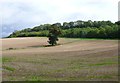 Fields near Hunstrete