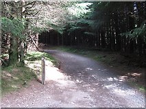 NT2842 : Forest road, Caresman Hill by Richard Webb