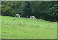 Donkeys at Larpool Wood