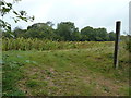 Sunflowers ready for harvest by bridleway 2939