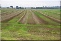 Harvested fields near Glazebury