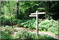 Bridleway junction, Wotton Common