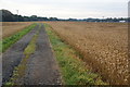 Wheat field near Little Woolden Hall