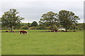 Hereford cattle, Awnells Farm, Much Marcle