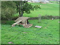 Goat in field behind garden centre