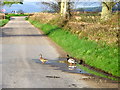 Minor road near Nether Ballunie