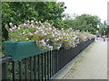 Flower troughs in Leighton Road