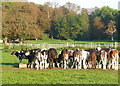 Feeding calves