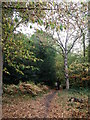 Path in West Wickham Common (2)