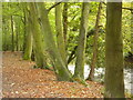 Beech trees by the River Don