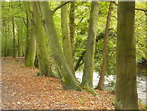 SK3192 : Beech trees by the River Don by Peter Barr