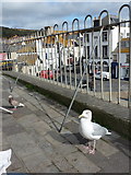 SY3492 : Lyme Regis: scavenging birds at Broad Street by Chris Downer