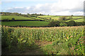 Field of maize, Lower Wadstray