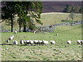 NO1560 : Sheep near Blacklunans by Maigheach-gheal