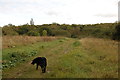 Marks Hill Nature Reserve