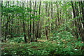 TQ6456 : Coppicing, Great Leybourne Wood by N Chadwick