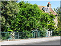 Creeper clad house on West Dumpton Lane