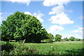 Large tree by the Downs Link