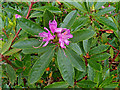 Rhododendron, Beith