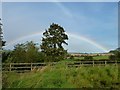 Rainbow and tree