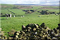 Cows and sheep above Lothersdale