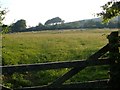 Sheep below Easdon Down