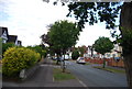 Tree lined road