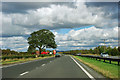 Tree by the A168