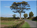 Tree by a lane junction near Glapwell