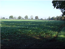 SE5642 : Farmland of Daw Lane by JThomas