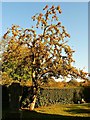 Tree and hedge, St Leonard?s Church, Stanton Fitzwarren