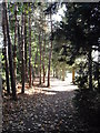 Path through the trees