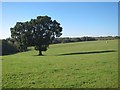 Tree in field