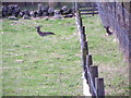 Roe deer near Kirkmichael