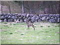 Roe deer near Kirkmichael