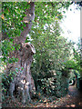 Ancient oak tree beside Love Lane, Woodbridge